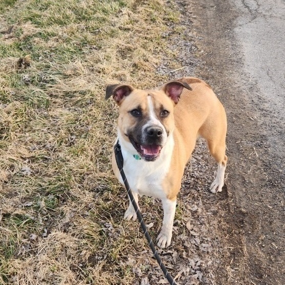 Meadow Lark *Sponsored*