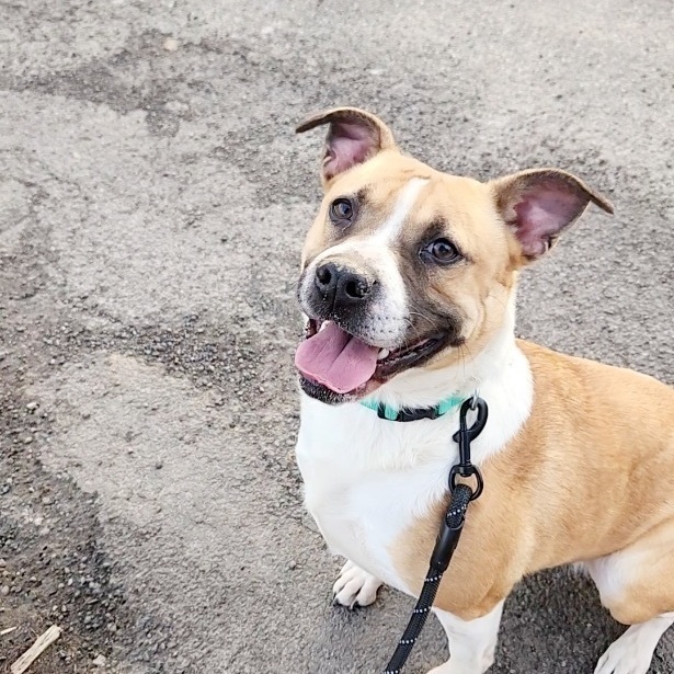 Enlarge Meadow Lark *Sponsored*, a Adoptable mixed breed in Salamanca, NY image 1/2