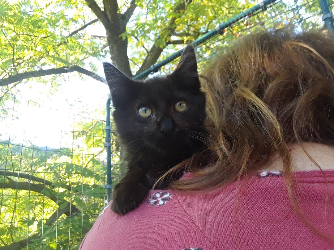 Mary Shelley, an adopted Domestic Long Hair in Millerton, PA image 2/6