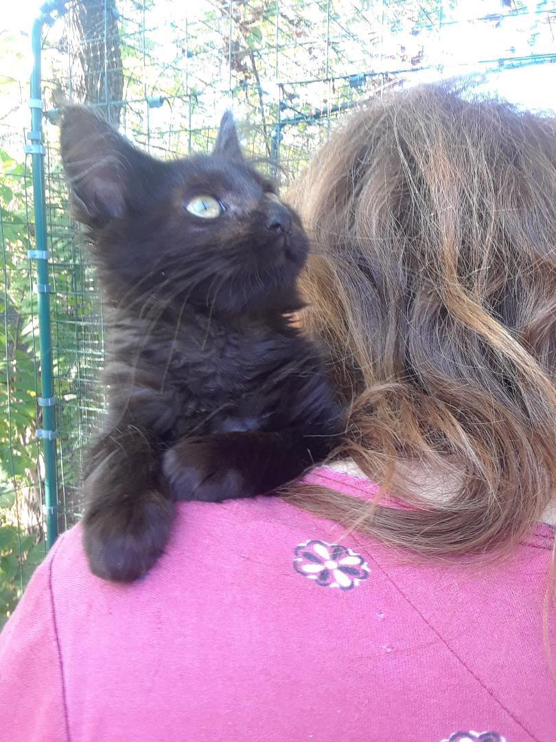 Mary Shelley, an adopted Domestic Long Hair in Millerton, PA image 3/6