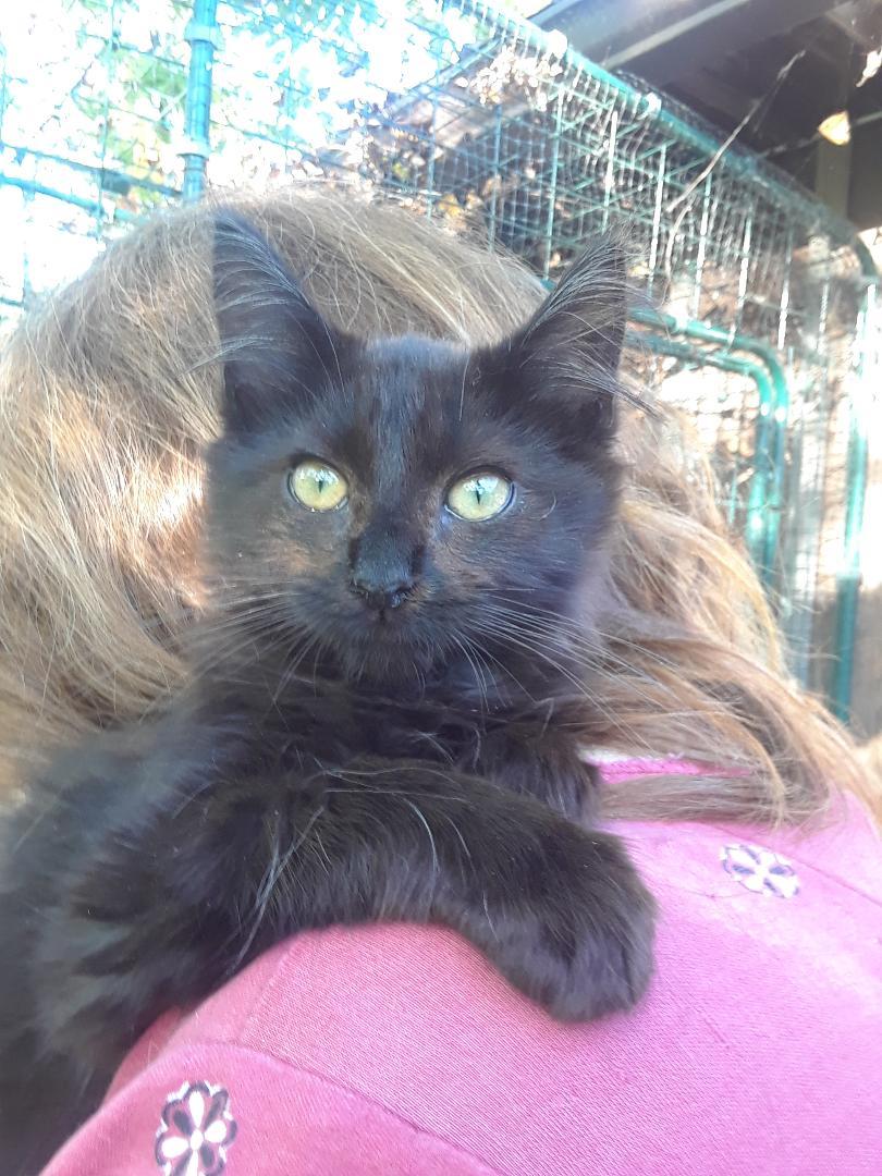 Mary Shelley, an adopted Domestic Long Hair in Millerton, PA image 1/6