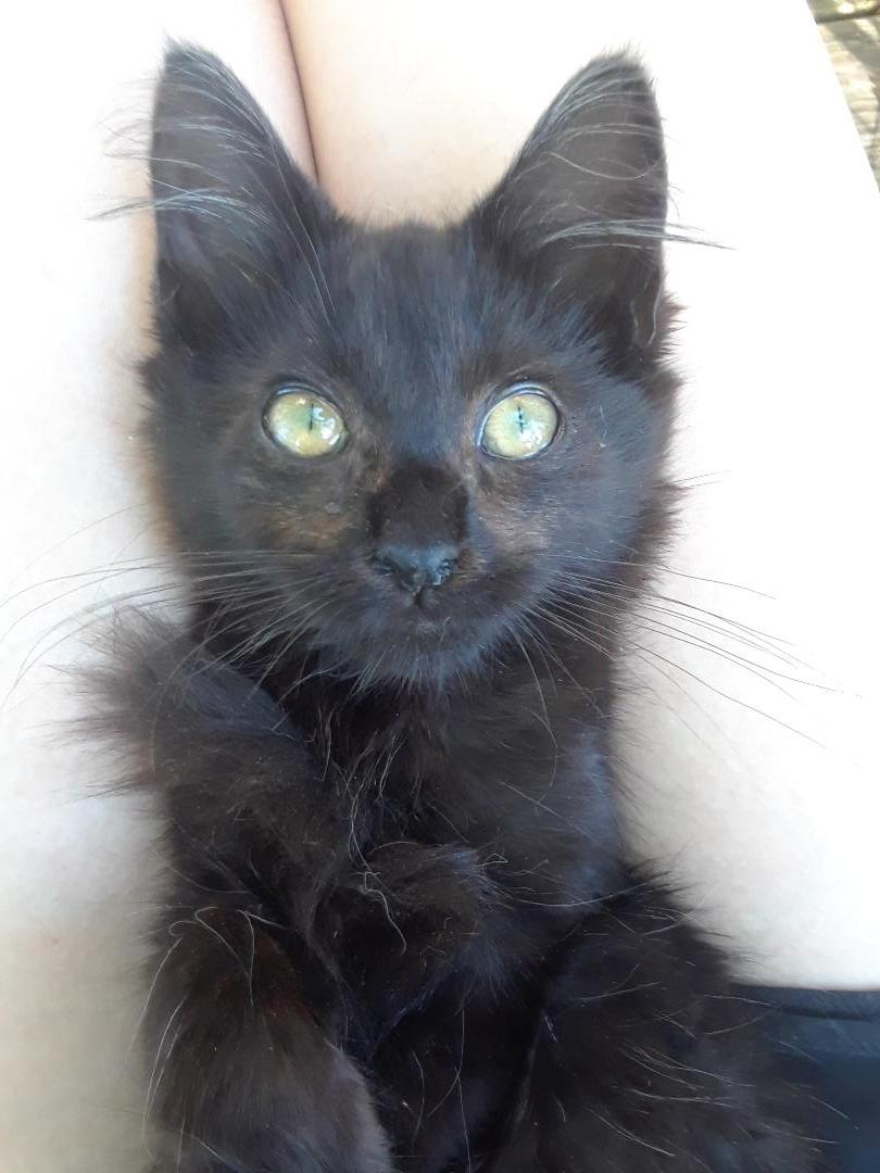 Mary Shelley, an adopted Domestic Long Hair in Millerton, PA image 4/6