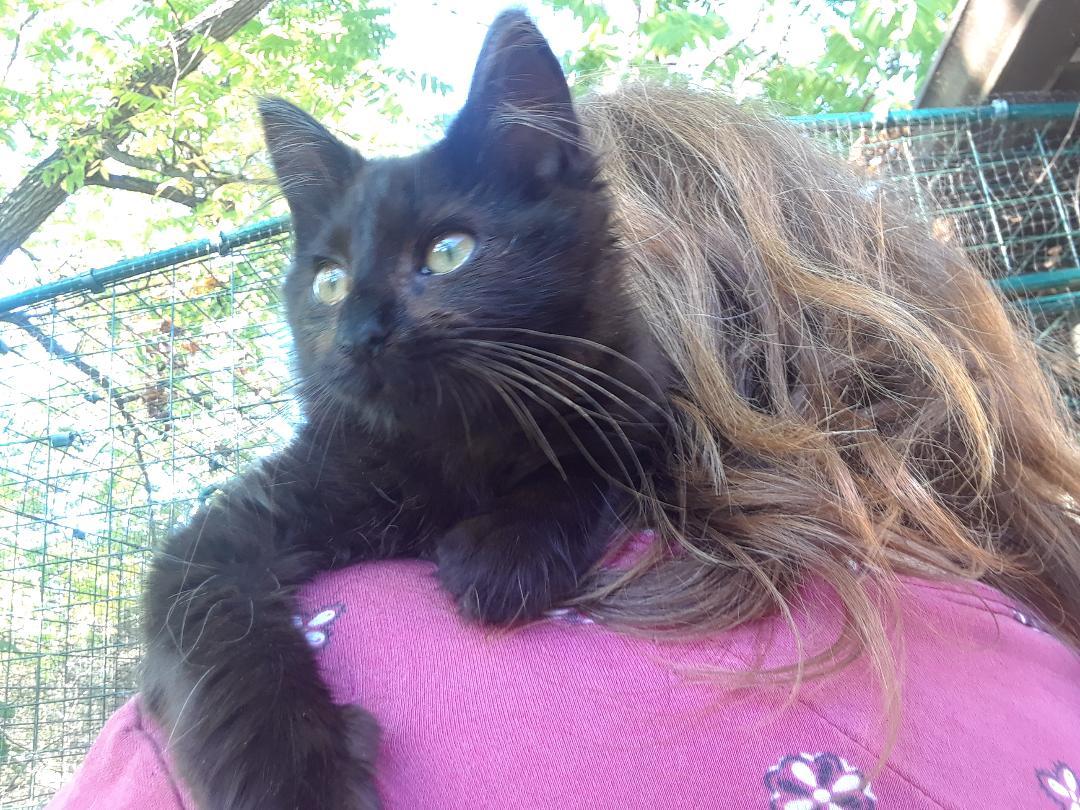 Mary Shelley, an adopted Domestic Long Hair in Millerton, PA image 5/6