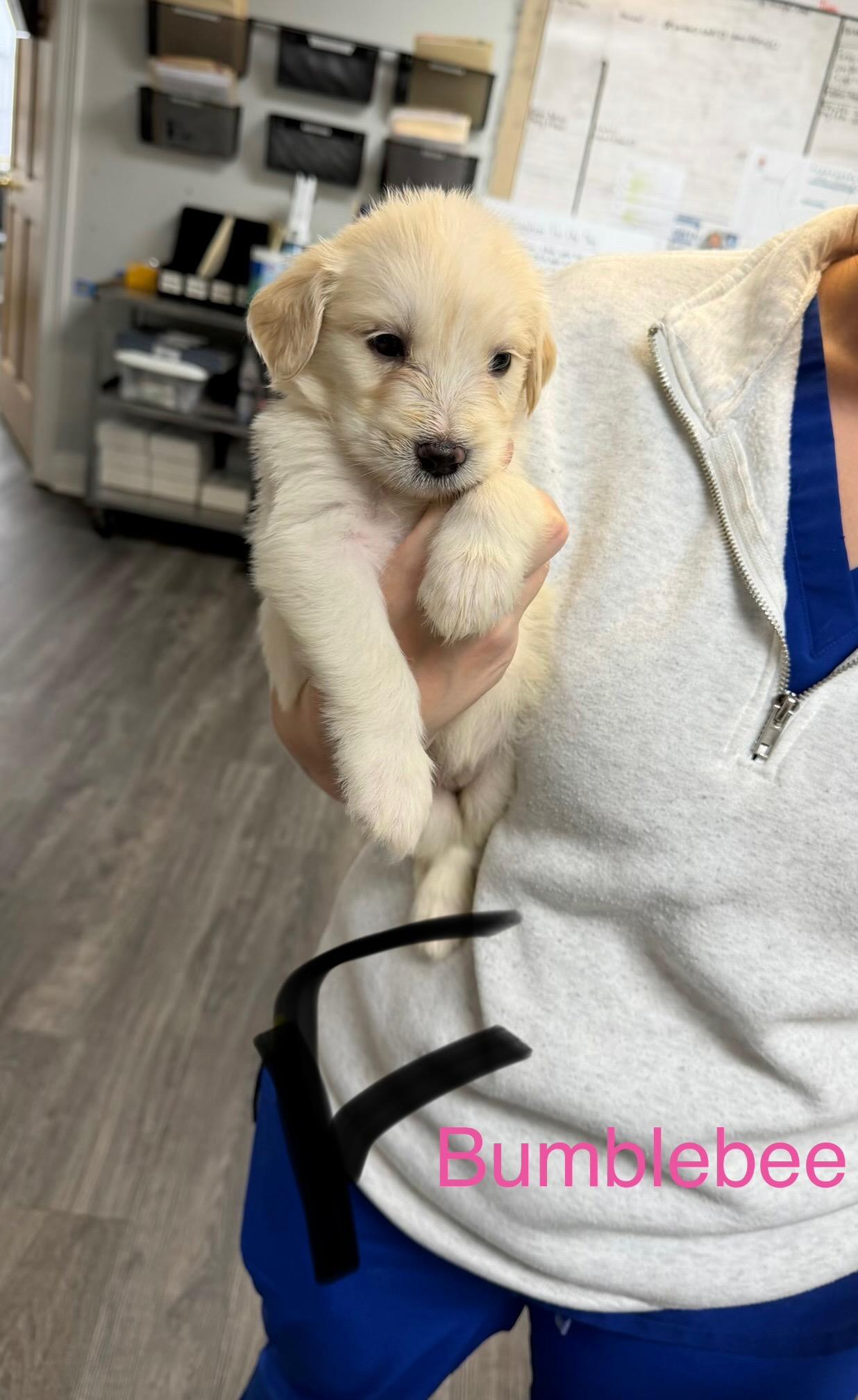 B litter BumbleeBee, Adopted, Puppy Female Retriever.