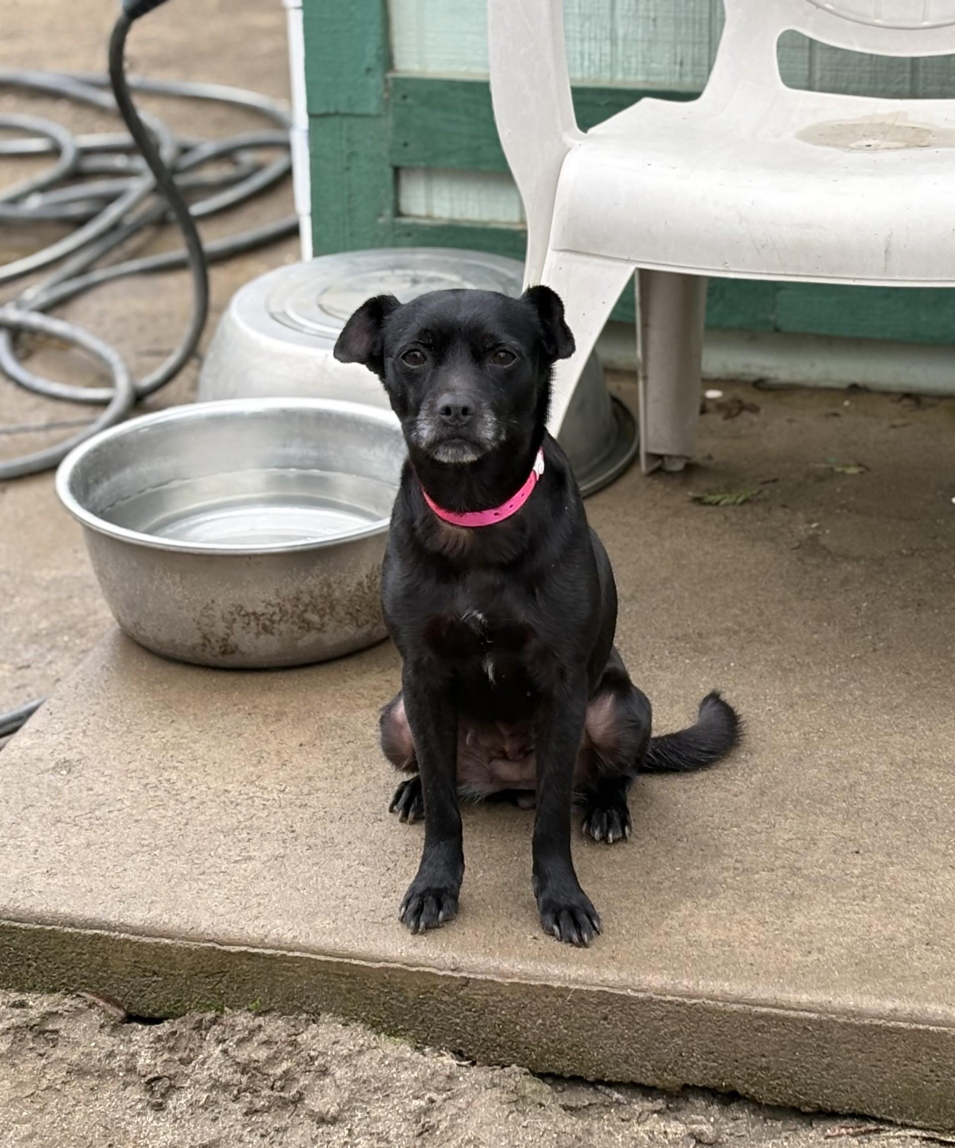 AVERY , an adopted mixed breed in Fresno, CA image 5/5