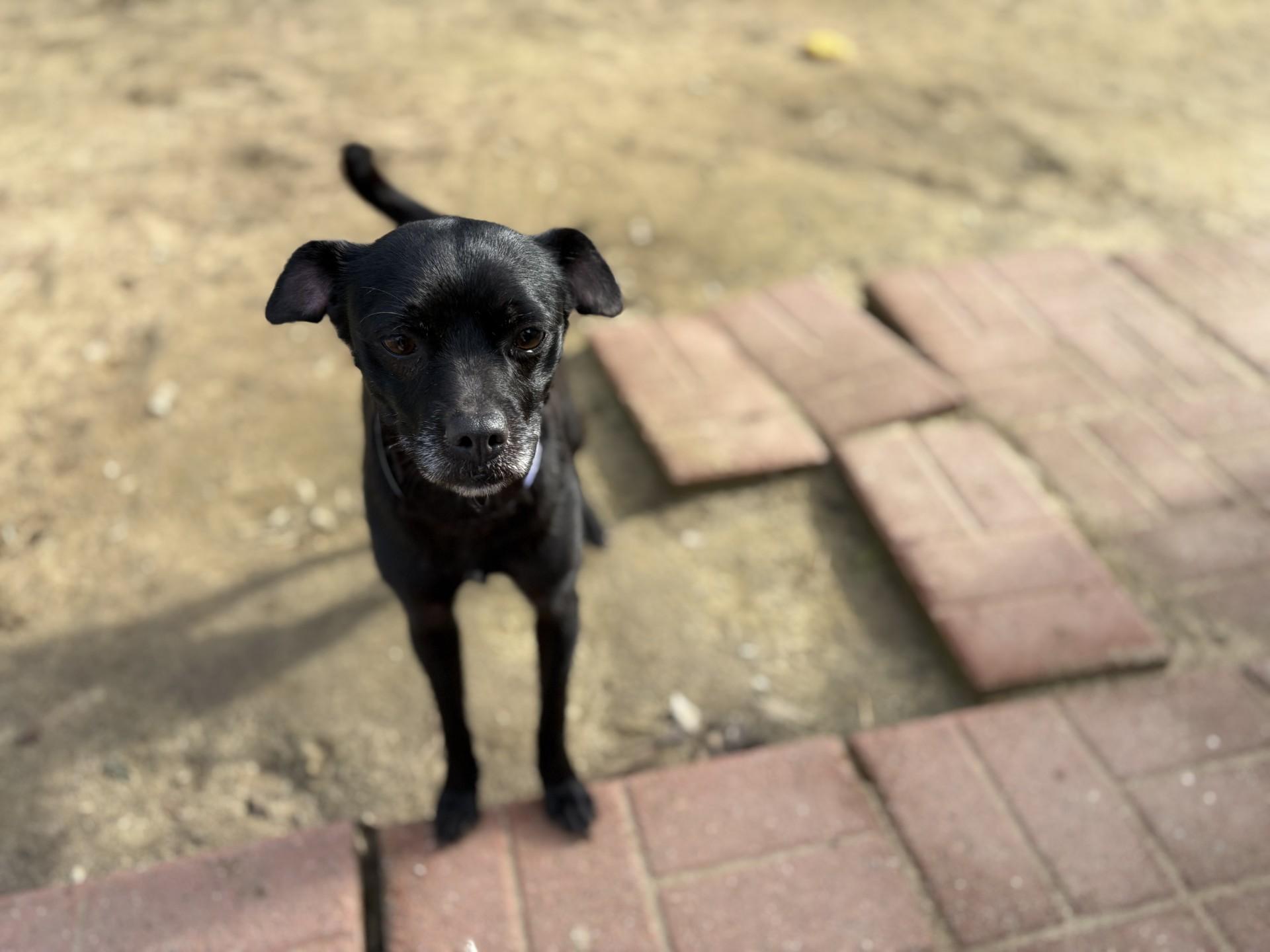 AVERY , an adopted mixed breed in Fresno, CA image 4/5