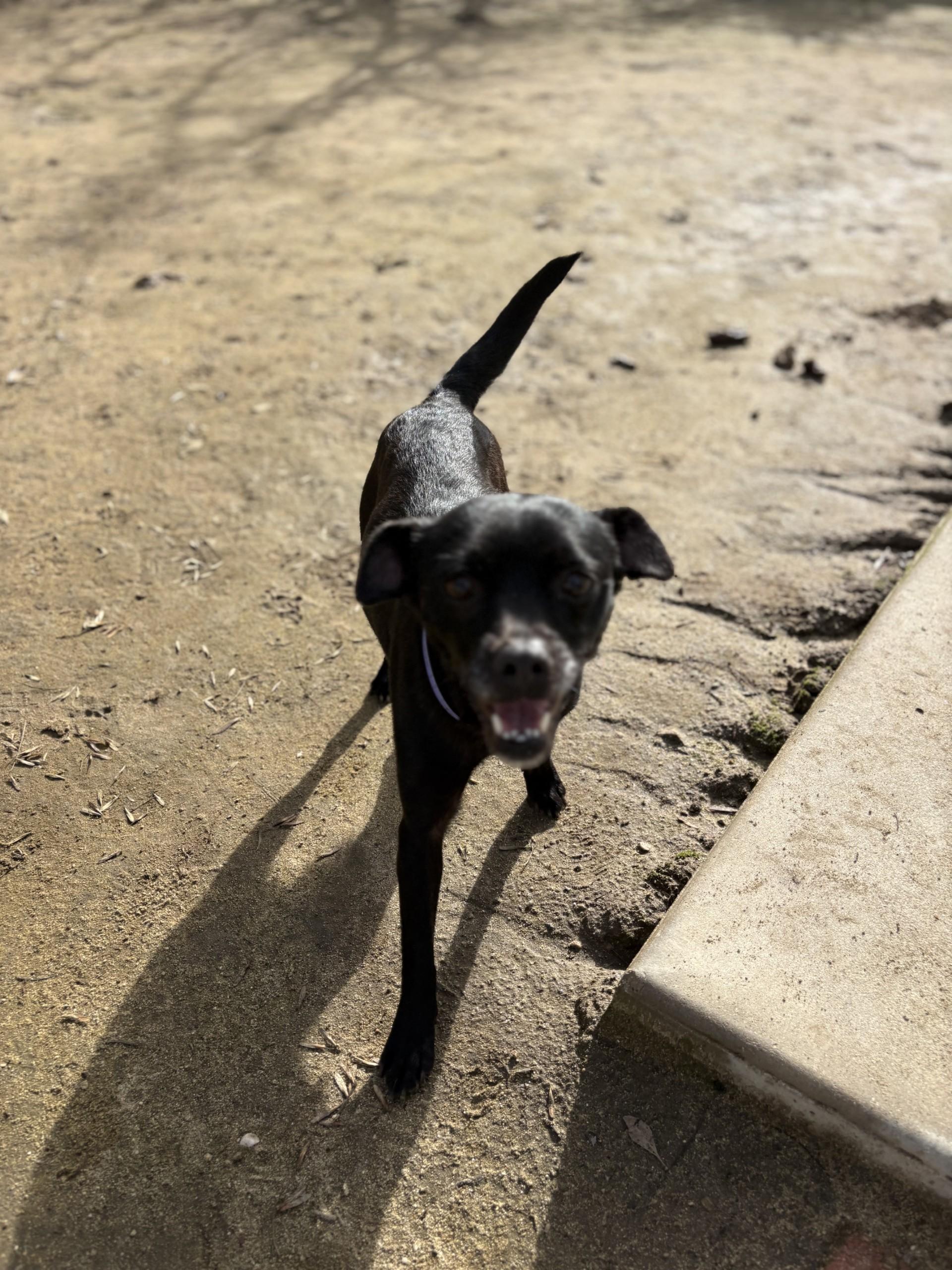 AVERY , adopted, Adult Female Terrier.