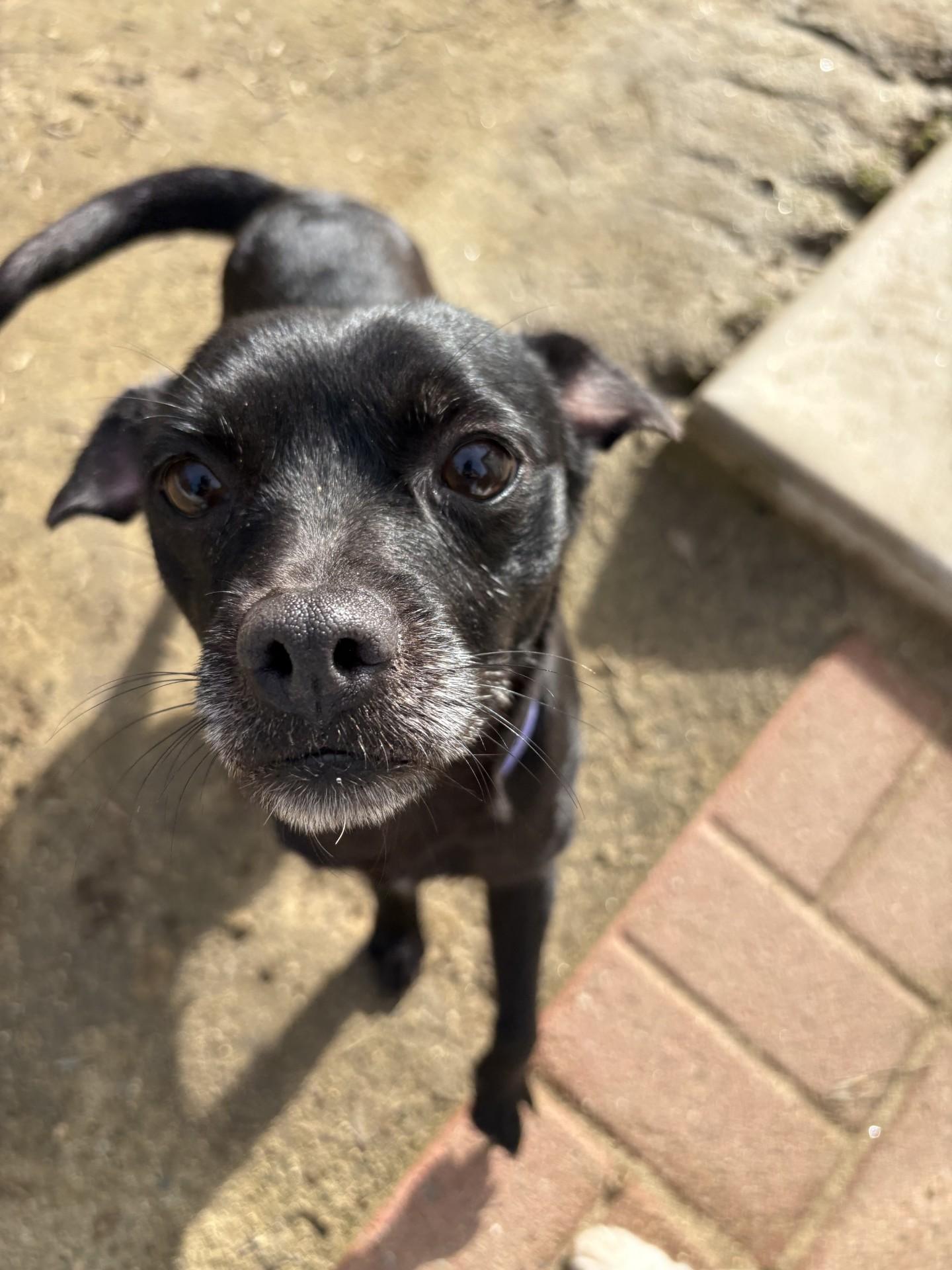 AVERY , an adopted mixed breed in Fresno, CA image 2/5