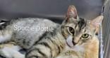 Spottie Dottie, Adoptable, Adult Female Domestic Short Hair.
