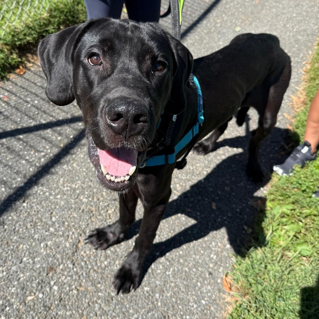 Enlarge Onyx, a Adoptable Great Dane in Newark, DE image 1/6