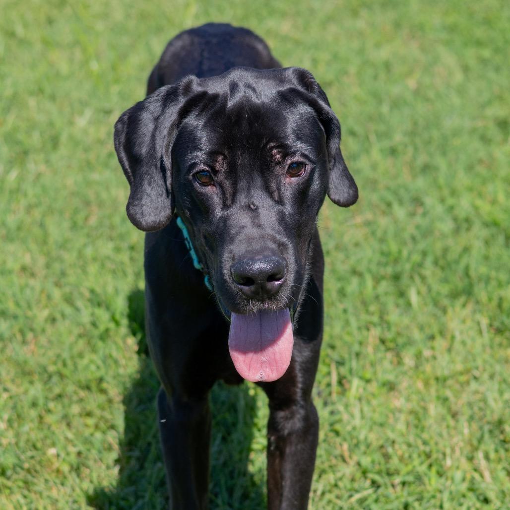 Enlarge Onyx, a Adoptable Great Dane in Newark, DE image 2/6