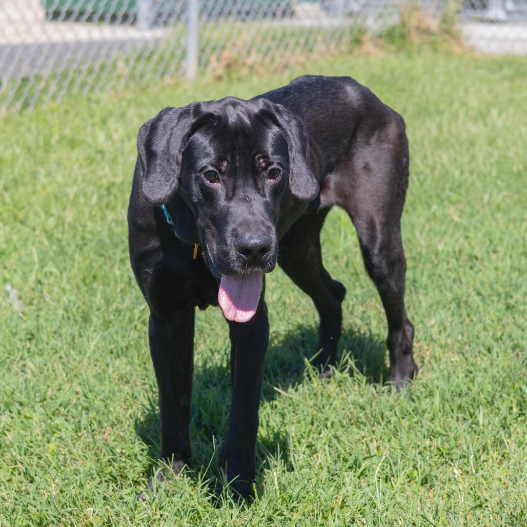 Enlarge Onyx, a Adoptable Great Dane in Newark, DE image 6/6