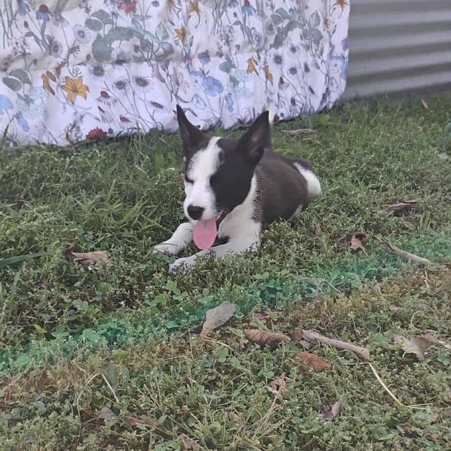 Aspen, an adopted mixed breed in Harrodsburg, KY image 4/6