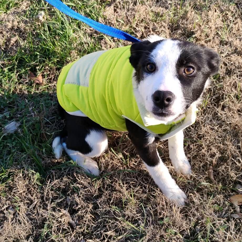 Aspen, Adoptable, Puppy Female German Shepherd Dog.