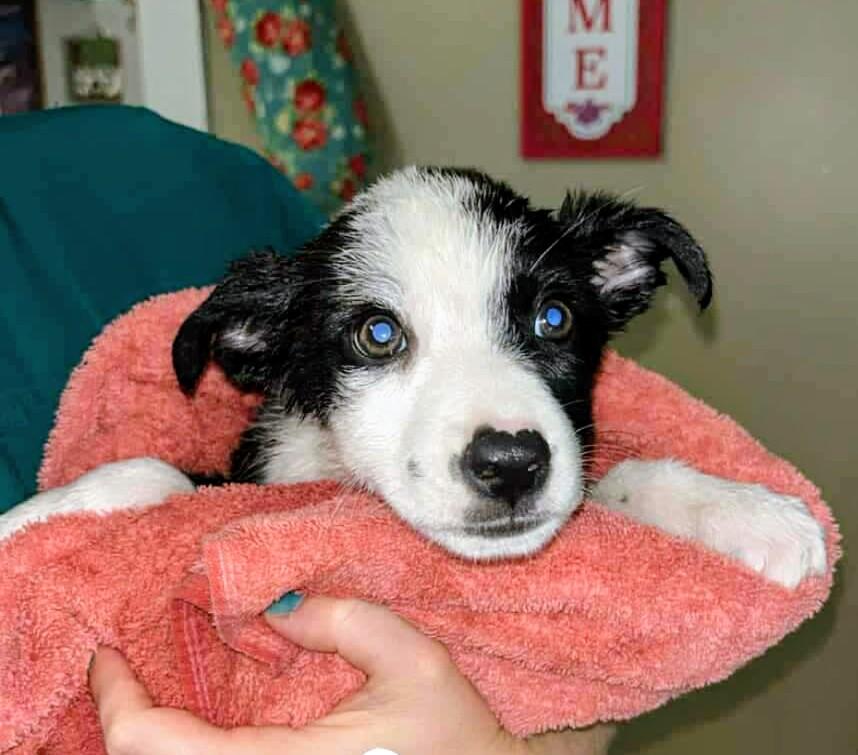 Aspen, an adopted mixed breed in Harrodsburg, KY image 5/6