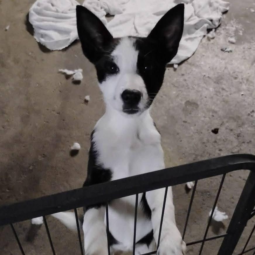 Aspen, an adopted mixed breed in Harrodsburg, KY image 2/6