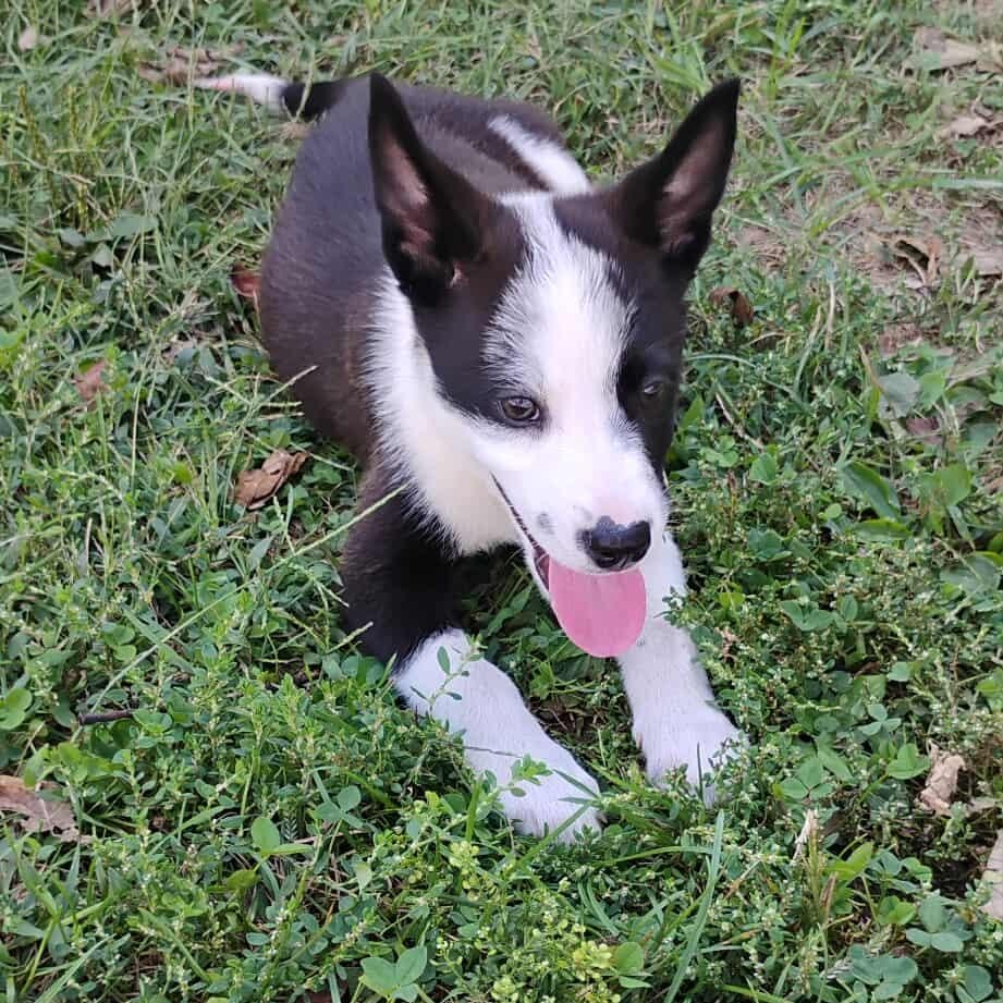 Aspen, an adopted mixed breed in Harrodsburg, KY image 6/6