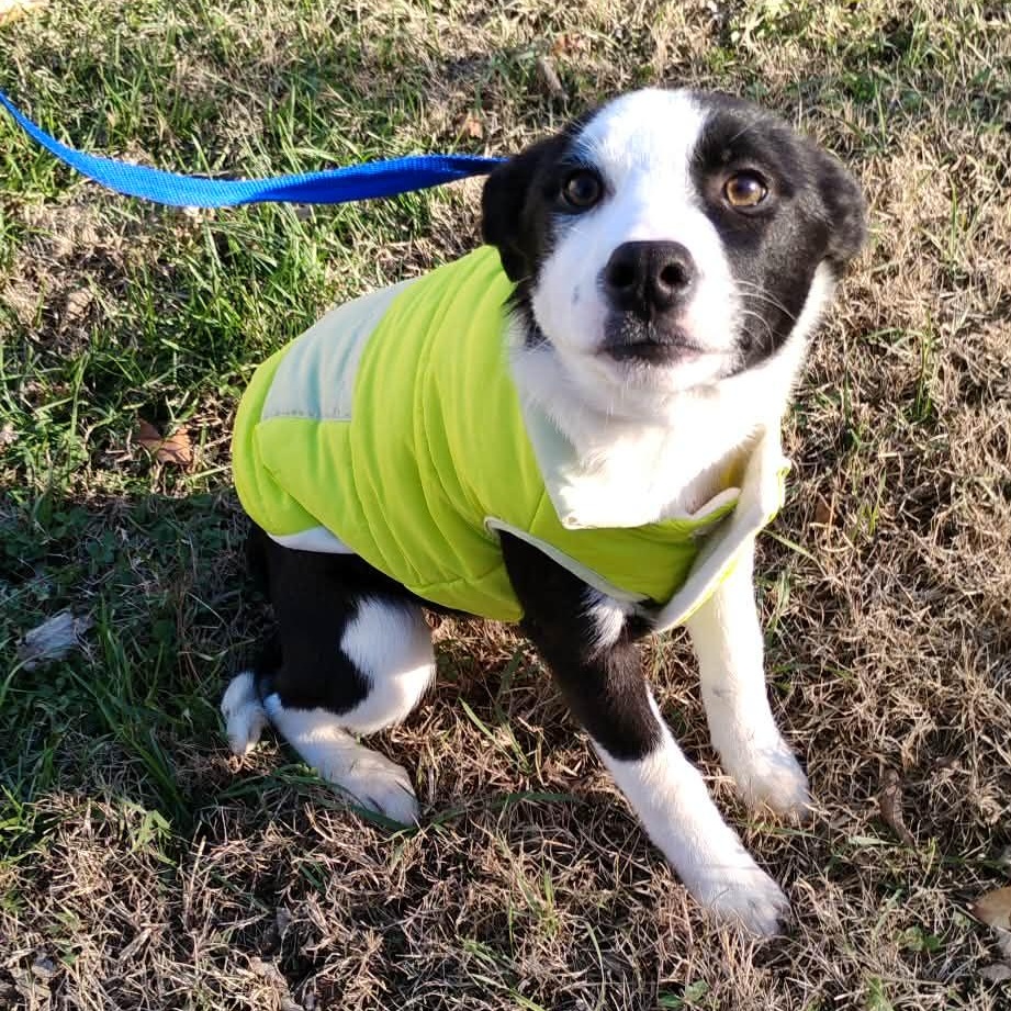 Aspen, an adopted mixed breed in Harrodsburg, KY image 3/6