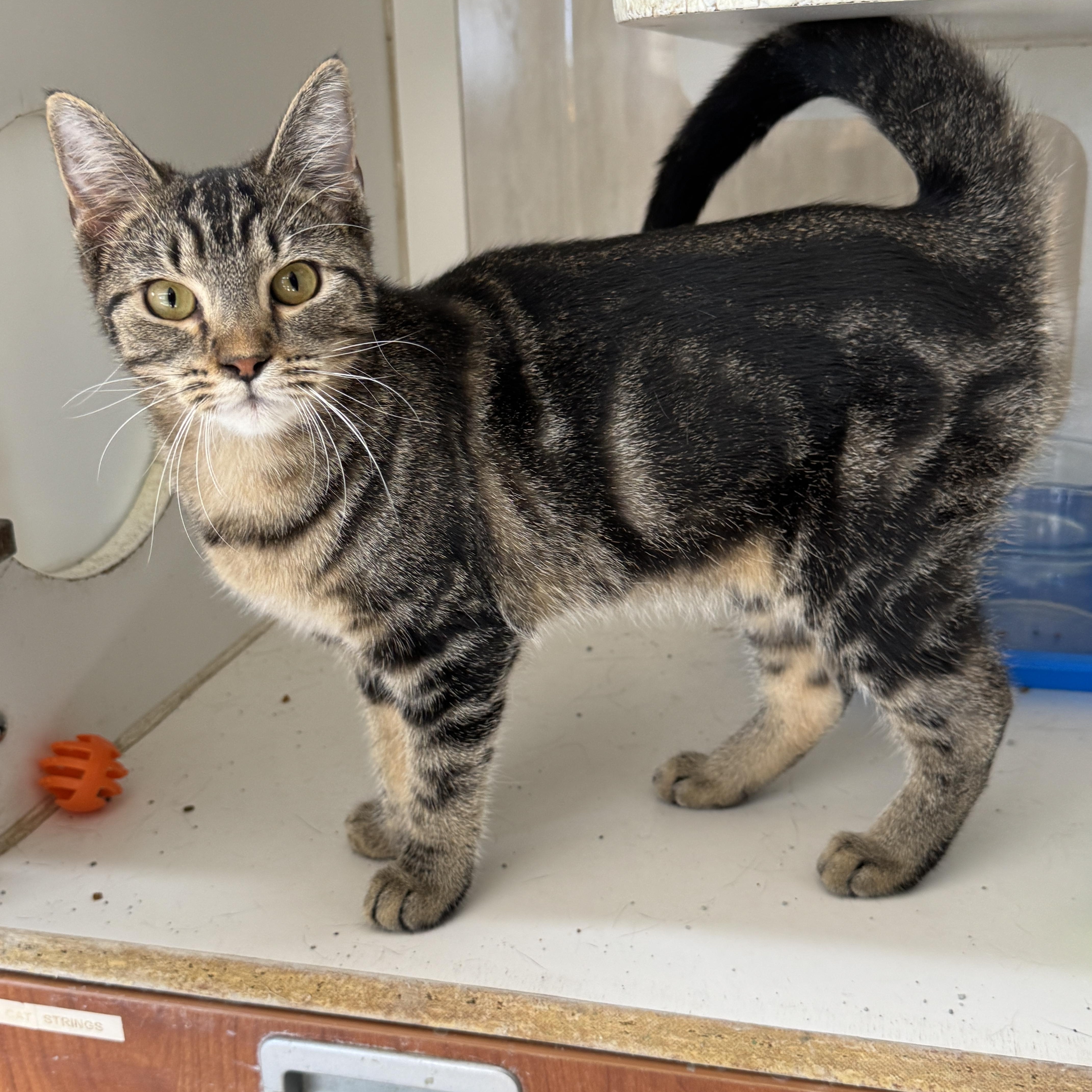 Glimmer, Adoptable, Young Female Domestic Short Hair.