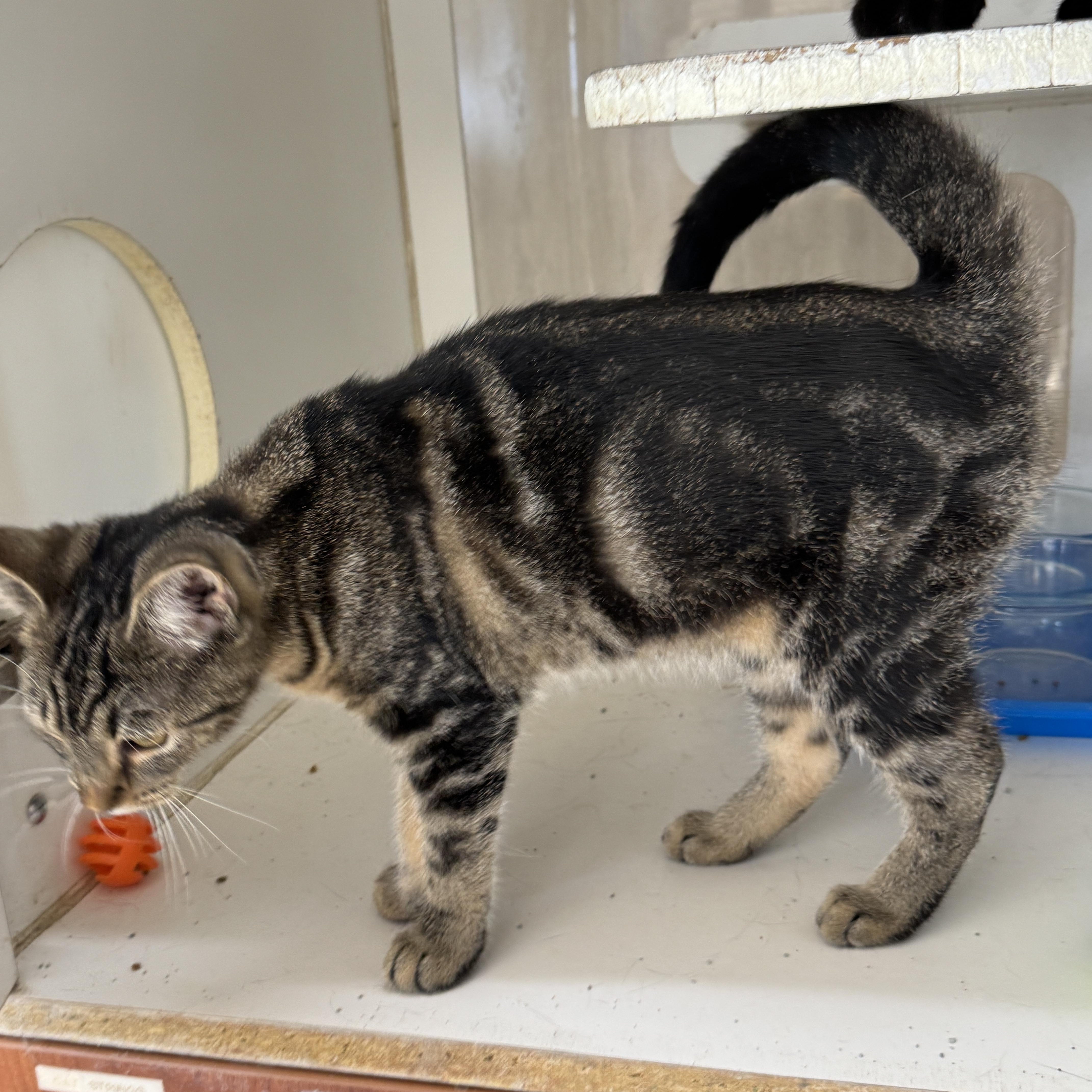 Enlarge Glimmer, a Adoptable Domestic Short Hair in Breese, IL image 2/3