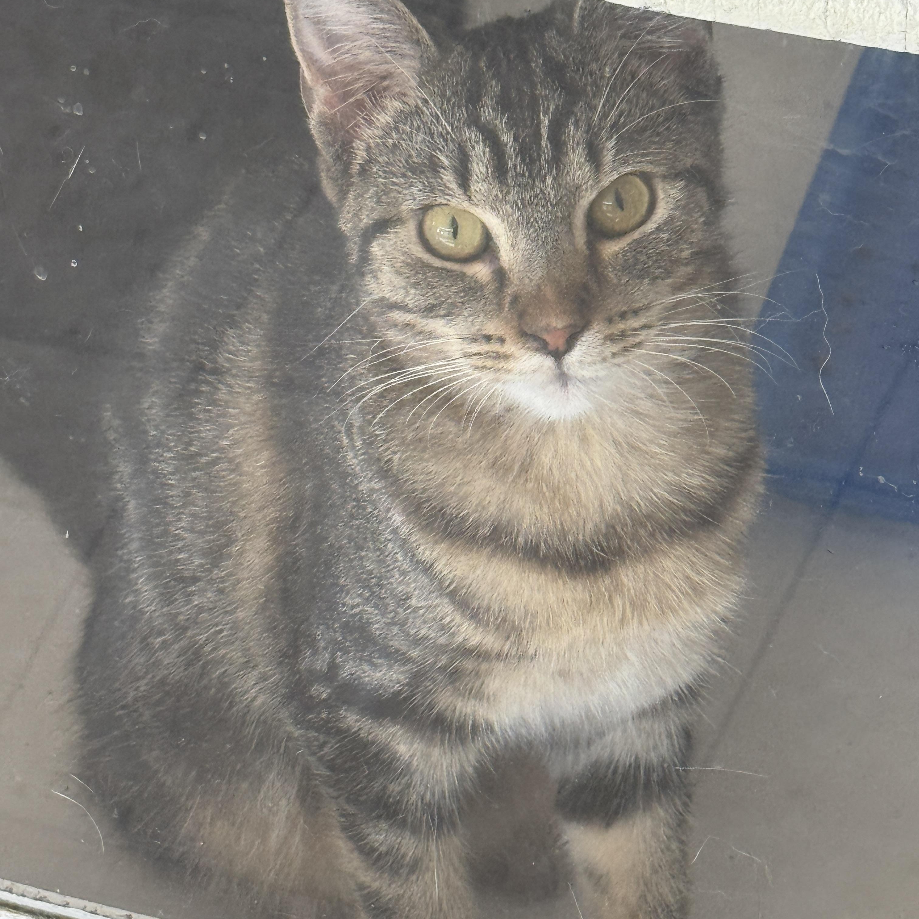 Enlarge Glimmer, a Adoptable Domestic Short Hair in Breese, IL image 3/3