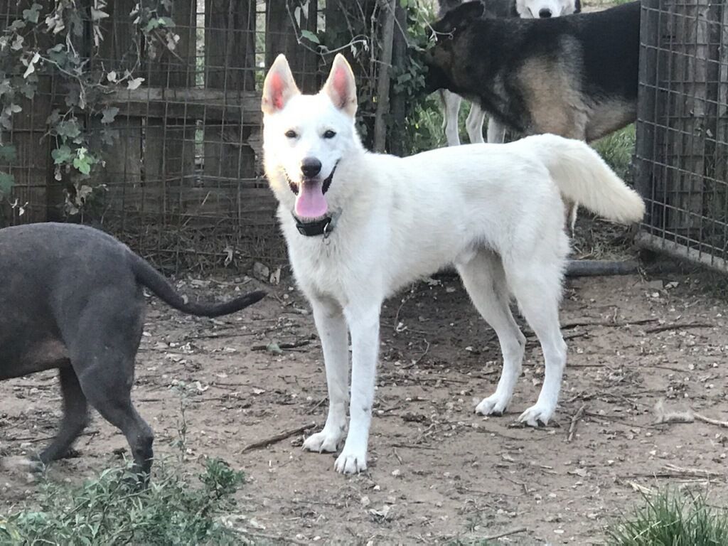 Cotton, a Adopted German Shepherd Dog in Austin, TX image 1/2