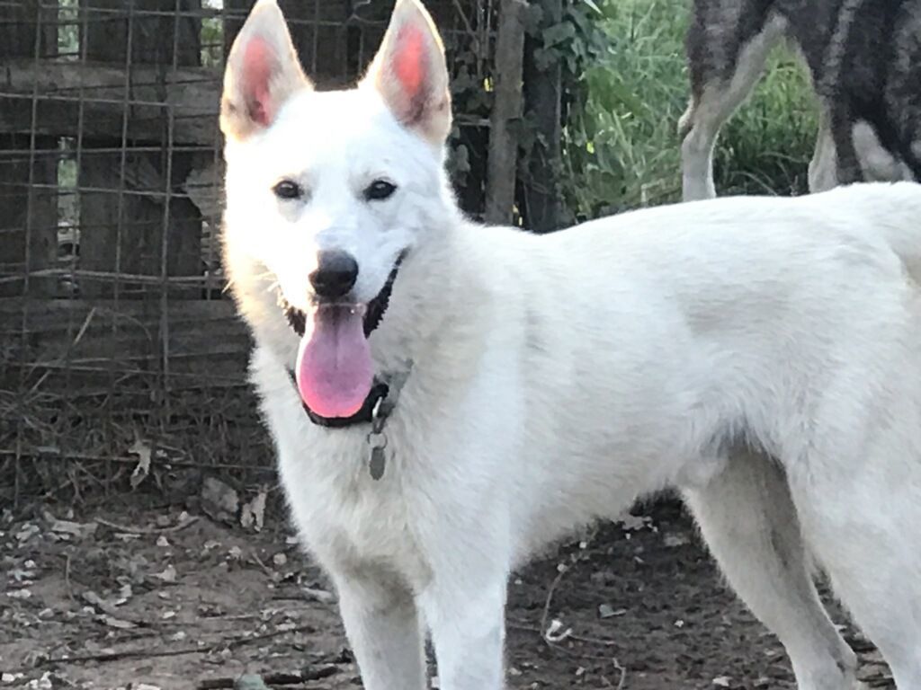Cotton, a Adopted German Shepherd Dog in Austin, TX image 2/2