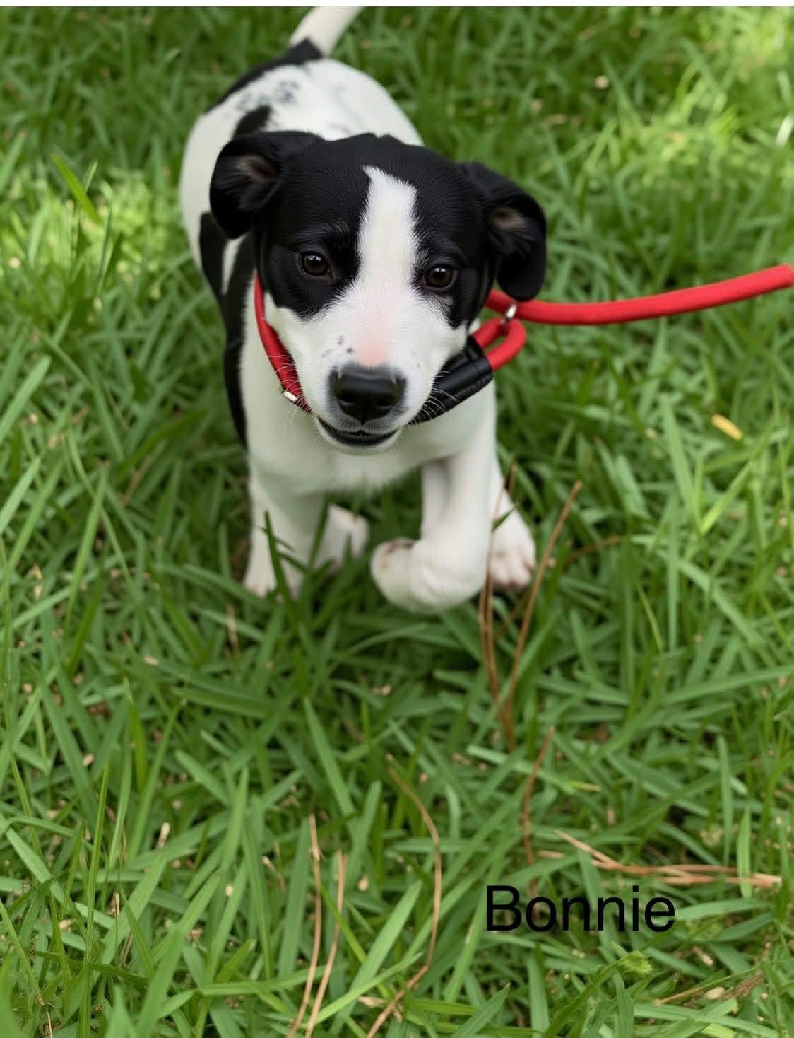 Enlarge Hazelnut, a Adopted mixed breed in New Baltimore, MI image 1/5