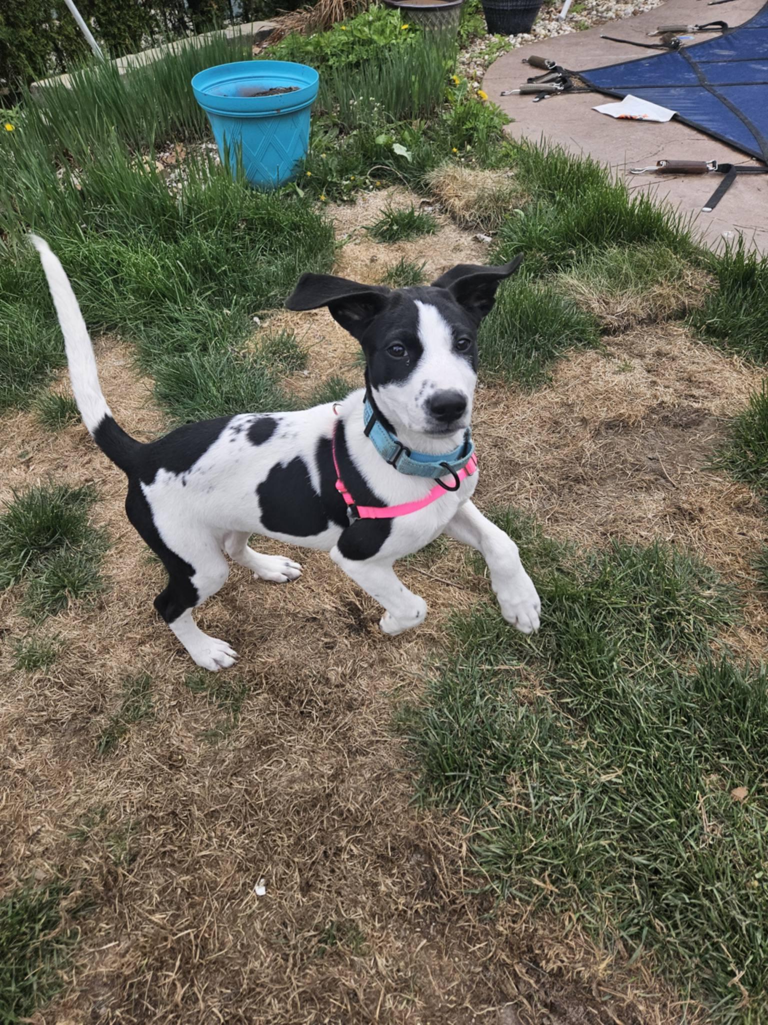 Enlarge Hazelnut, a Adopted mixed breed in New Baltimore, MI image 2/5