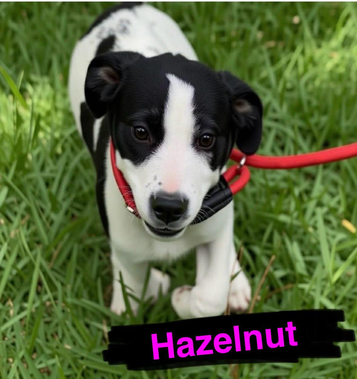 Enlarge Hazelnut, a Adopted mixed breed in New Baltimore, MI image 3/5