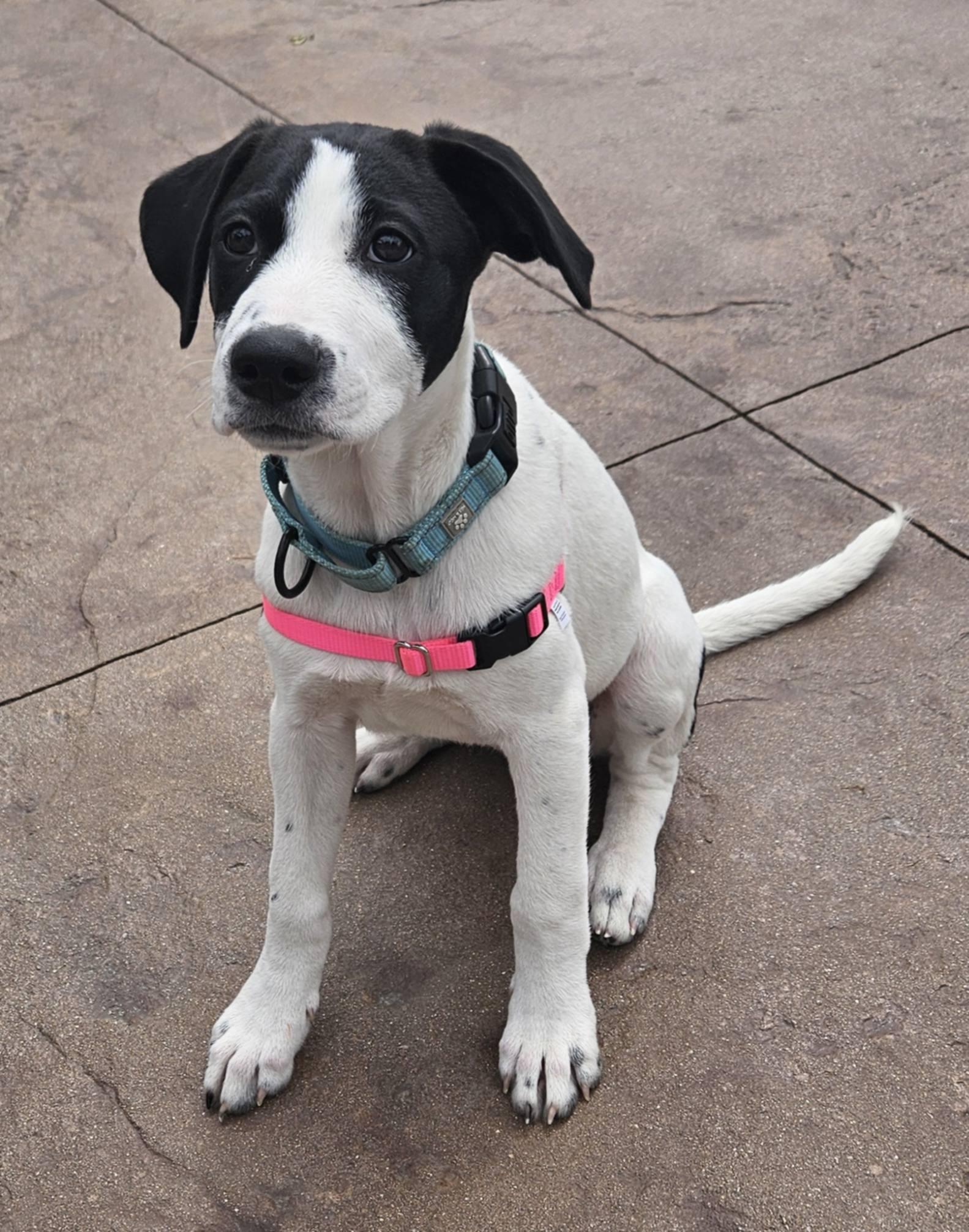 Enlarge Hazelnut, a Adopted mixed breed in New Baltimore, MI image 4/5
