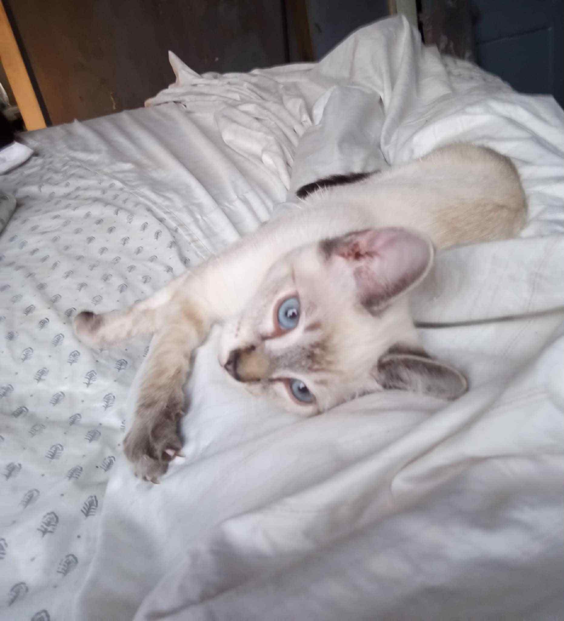 Ari, Baby Male Siamese