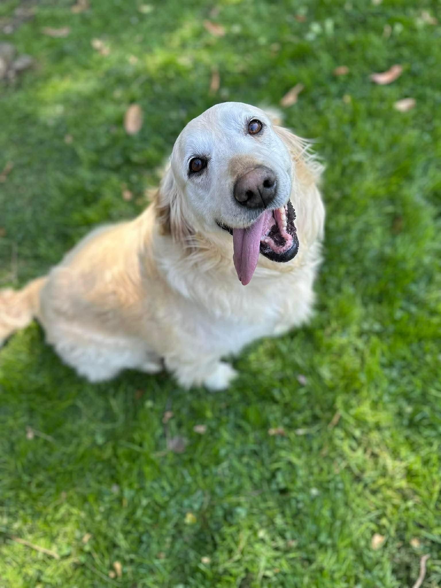 Enlarge Out of Town Pet: Peaches, a Adoptable Golden Retriever in Bellingham, WA image 4/4
