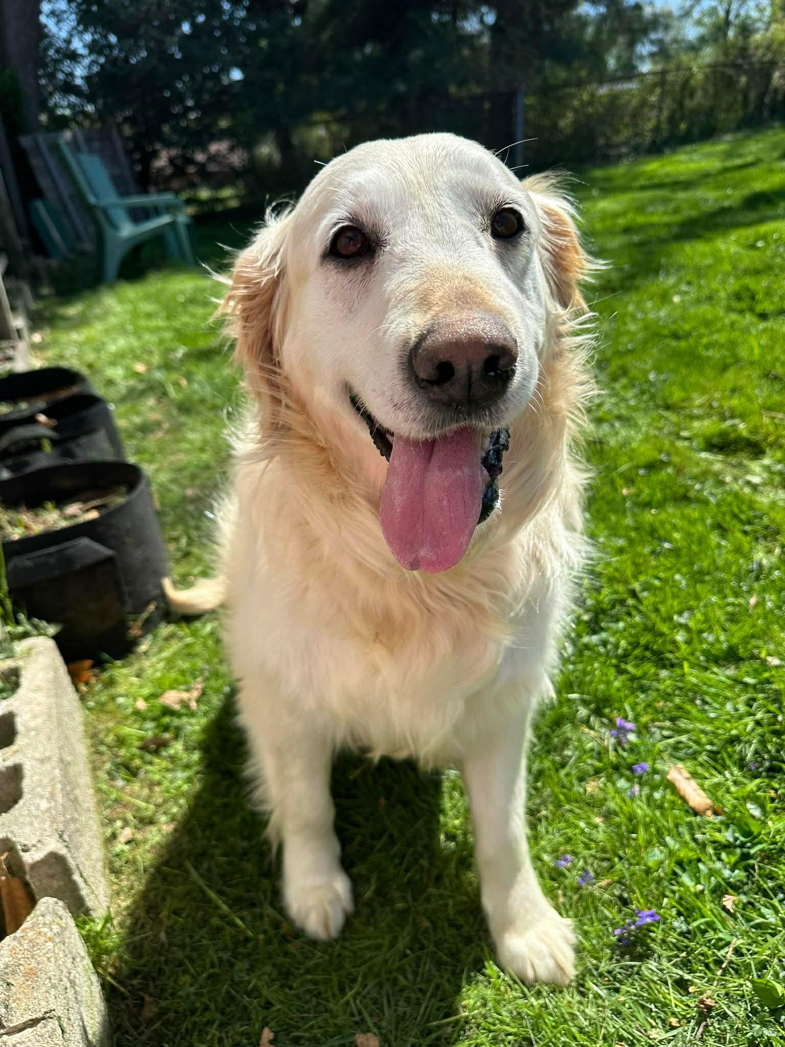 Enlarge Out of Town Pet: Peaches, a Adoptable Golden Retriever in Bellingham, WA image 1/4