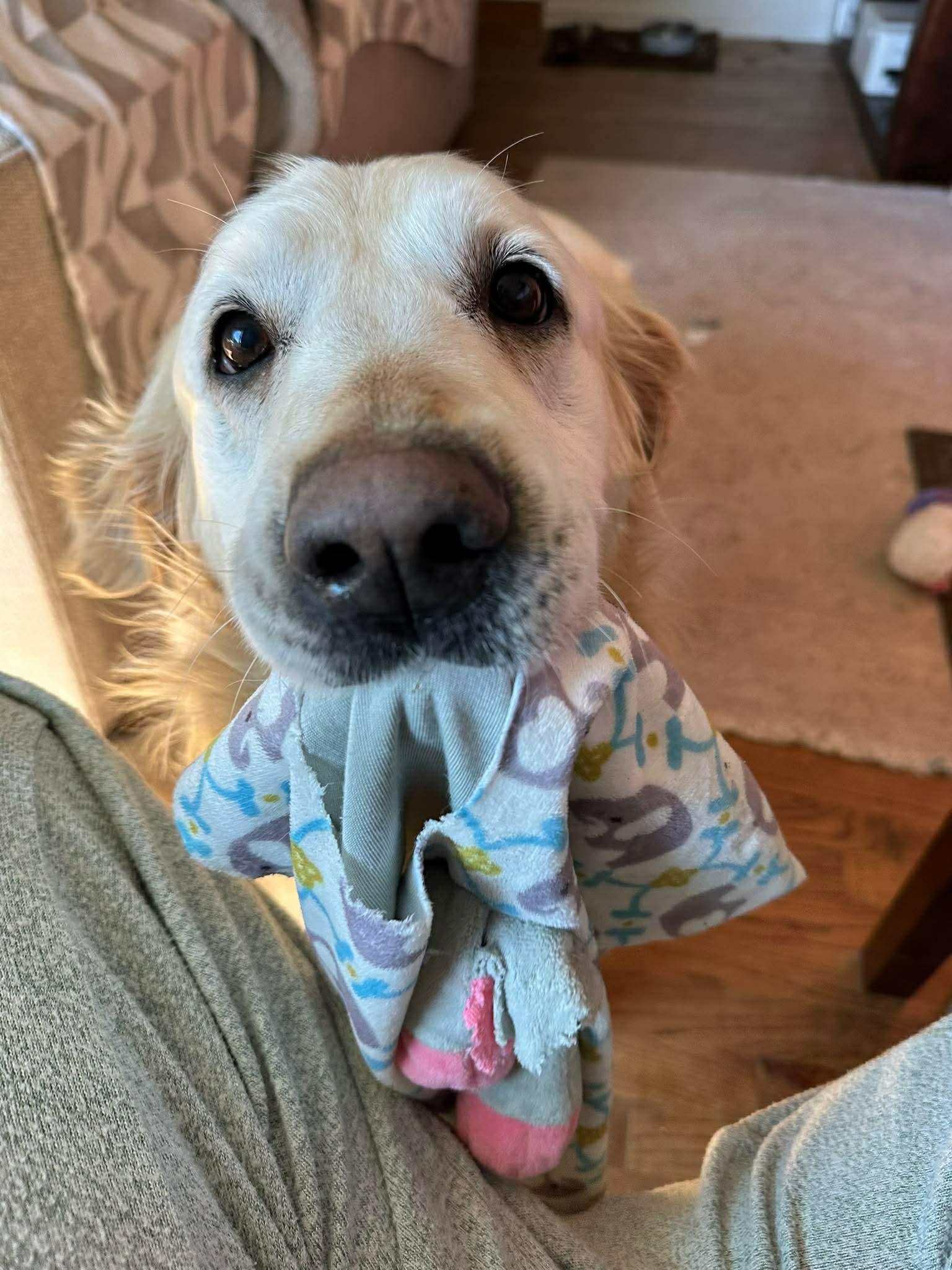 Enlarge Out of Town Pet: Peaches, a Adoptable Golden Retriever in Bellingham, WA image 2/4