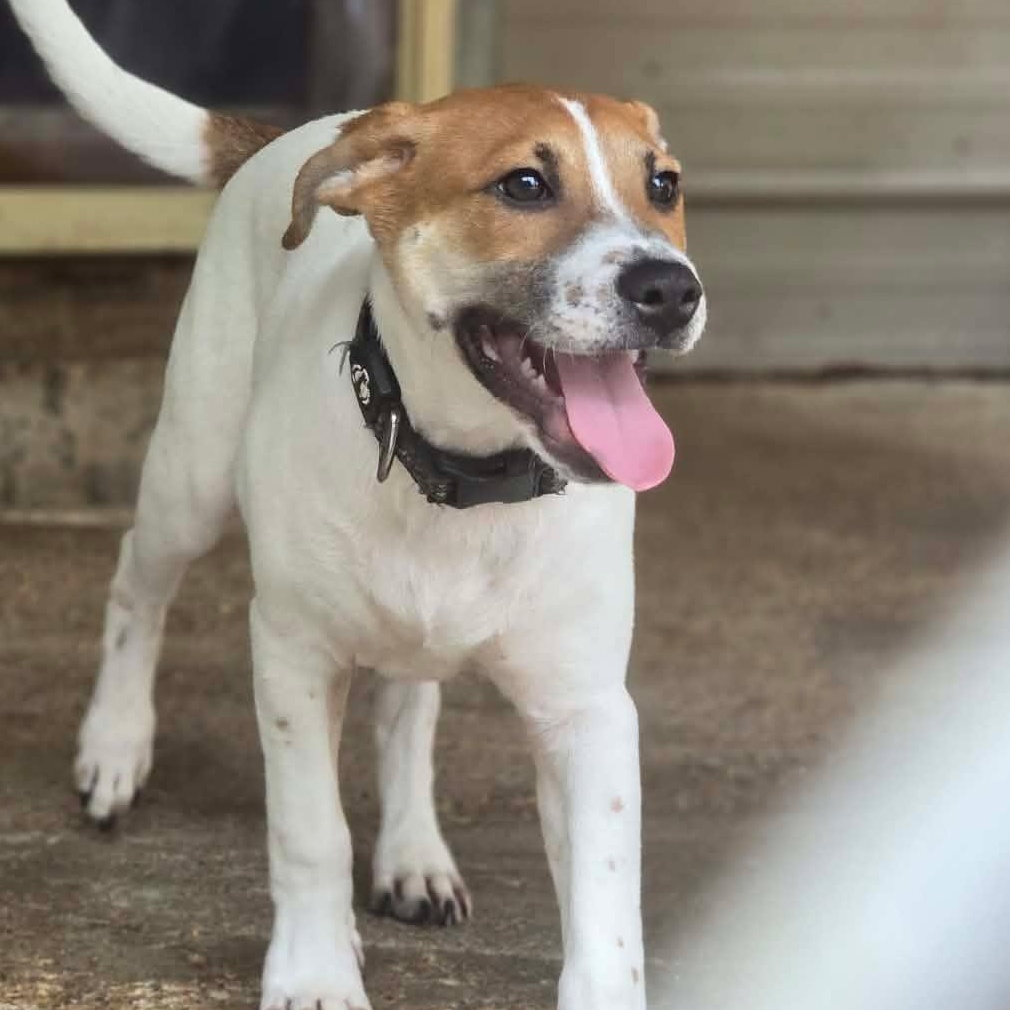 Enlarge Levi, a Adopted Mixed Breed in Kempner, TX image 5/6