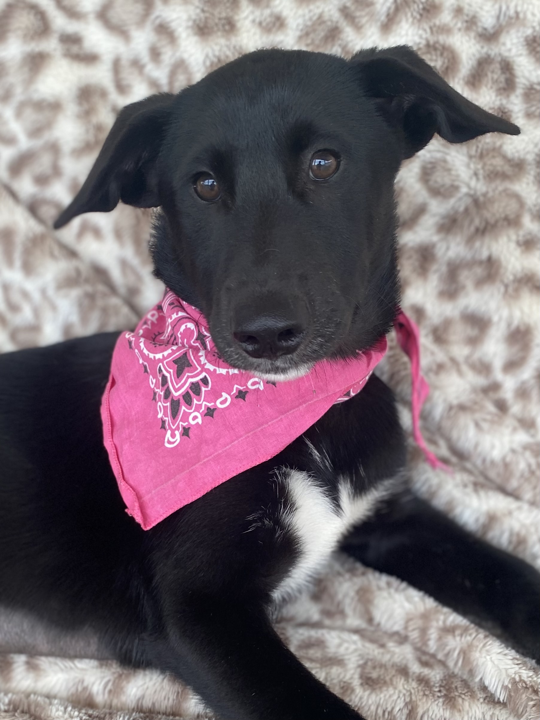 Serena, Adoptable, Young Female Labrador Retriever.