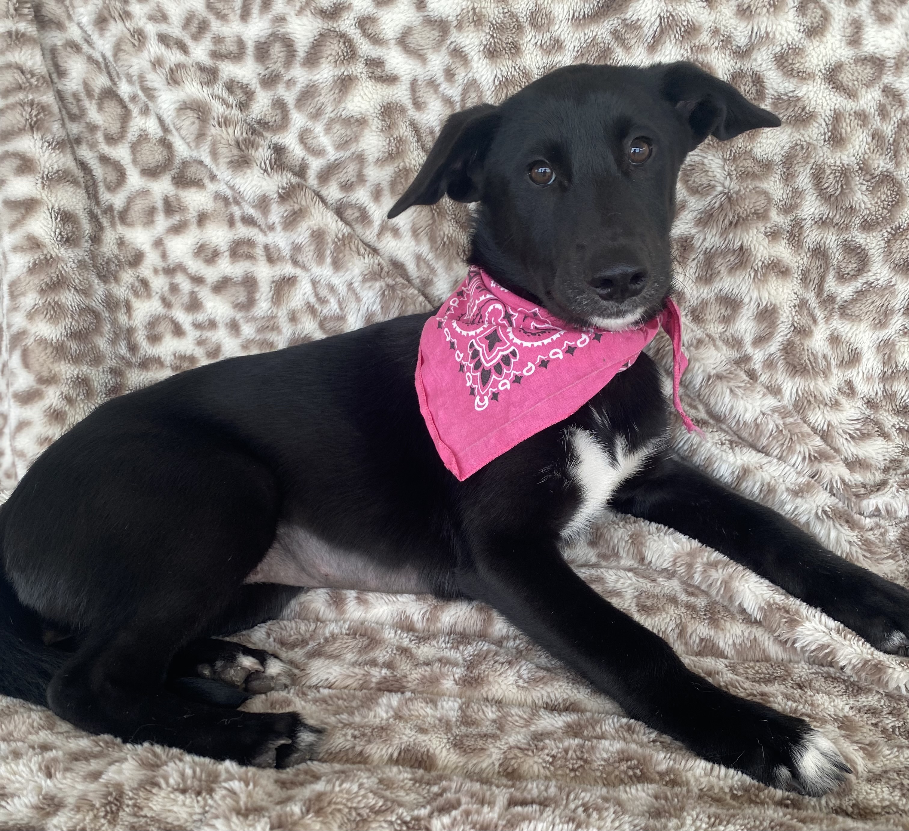Serena, a Adoptable Labrador Retriever in Madisonville, TX image 2/3