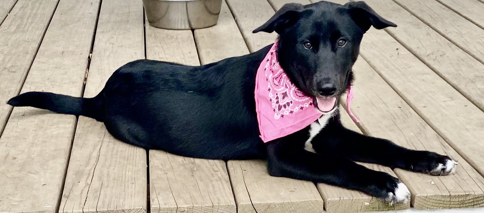 Serena, a Adoptable Labrador Retriever in Madisonville, TX image 3/3