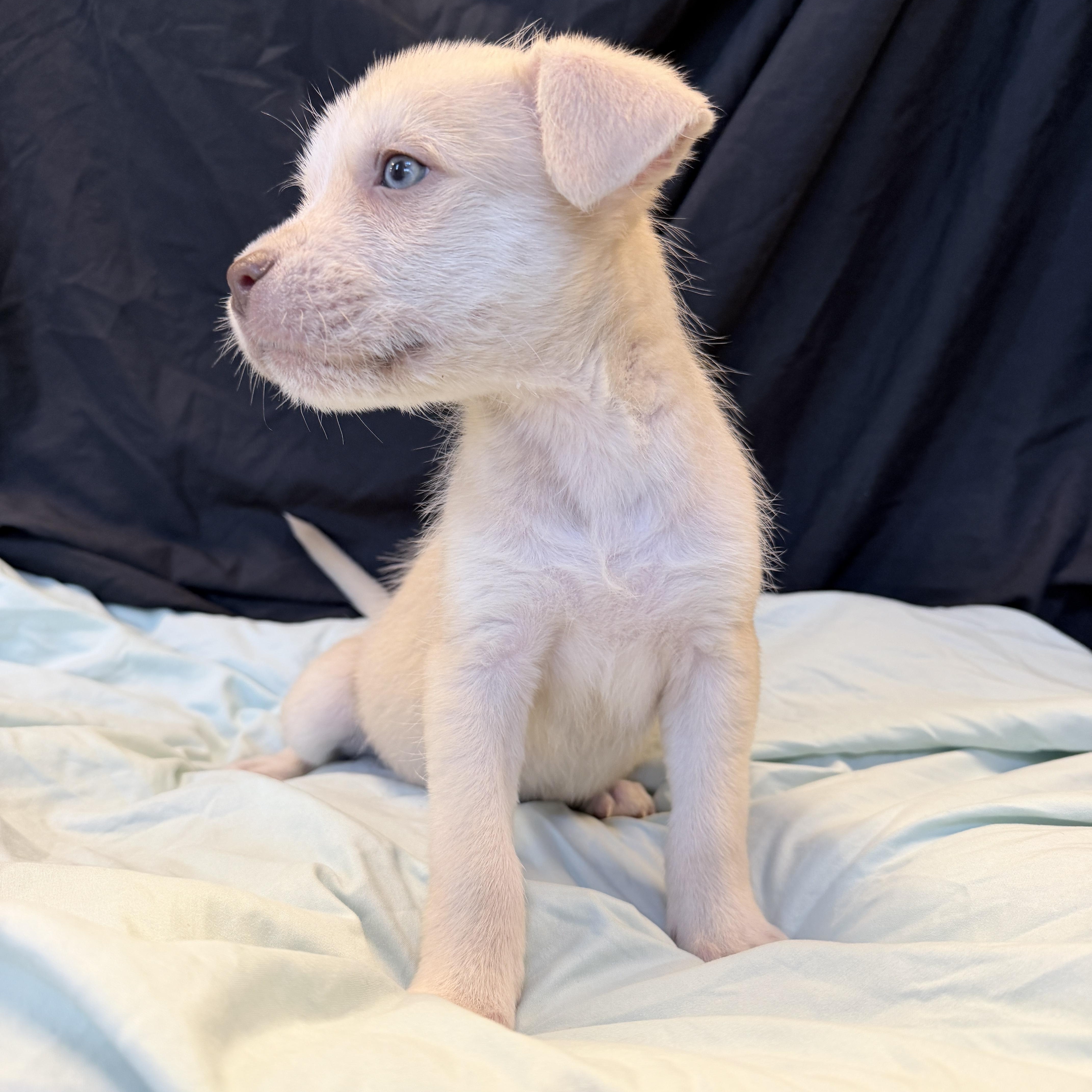 Enlarge Sailboat, an adopted Mixed Breed in Canal Winchester, OH image 2/2