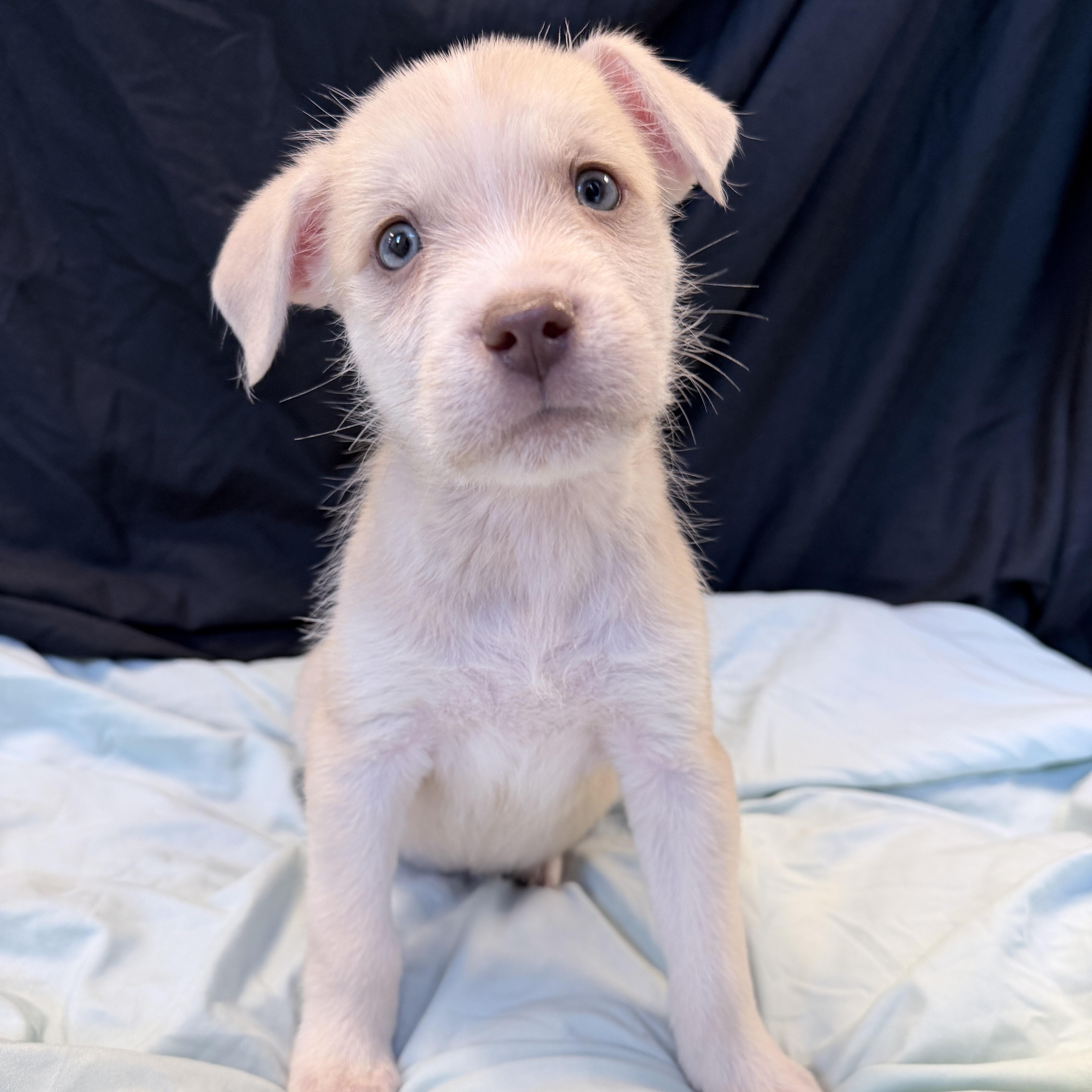 Sailboat, adopted, Puppy Male Mixed Breed.