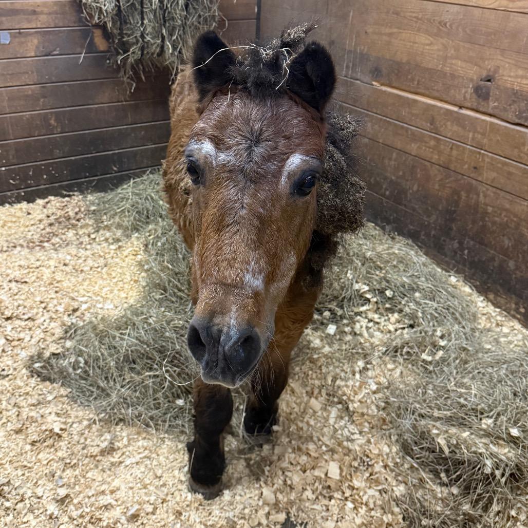 Enlarge Mystery, a Adoptable Quarterhorse in Birdsboro, PA image 1/4