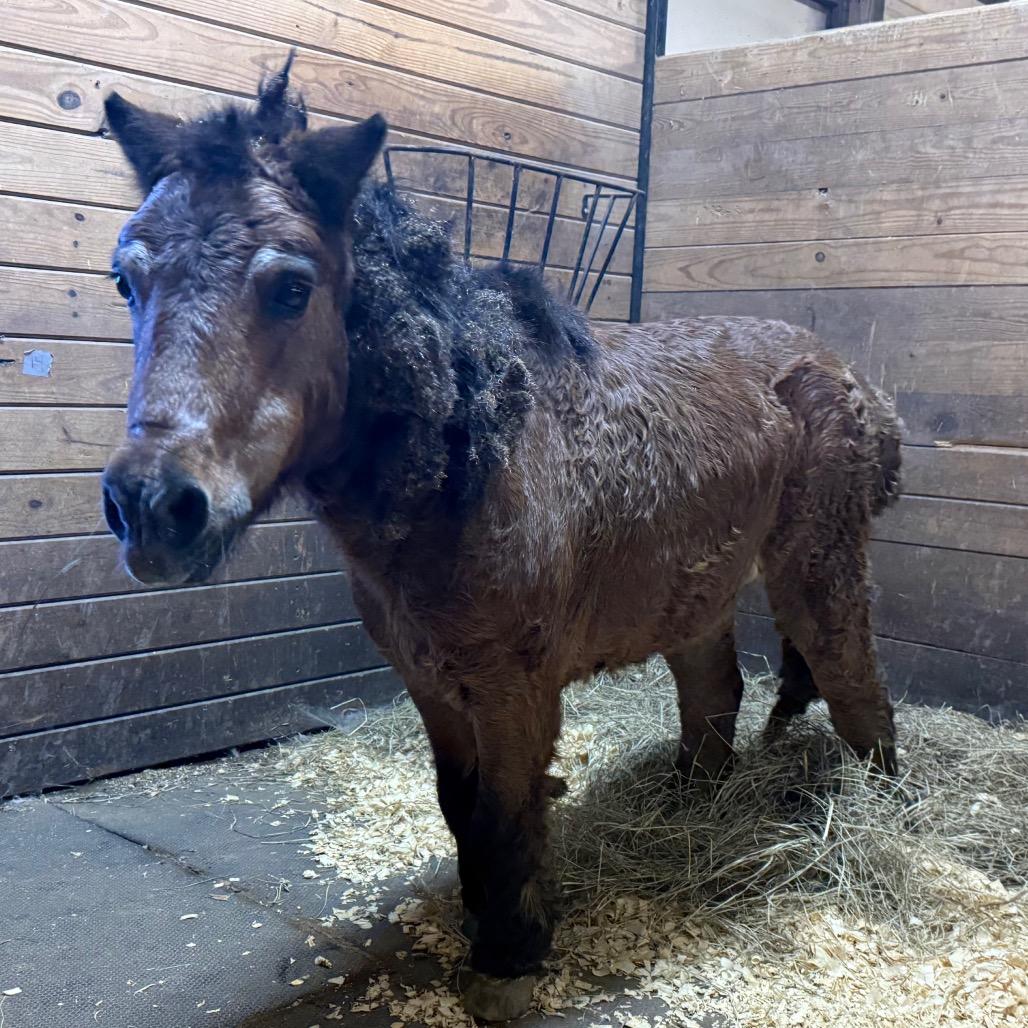 Enlarge Mystery, a Adoptable Quarterhorse in Birdsboro, PA image 2/4