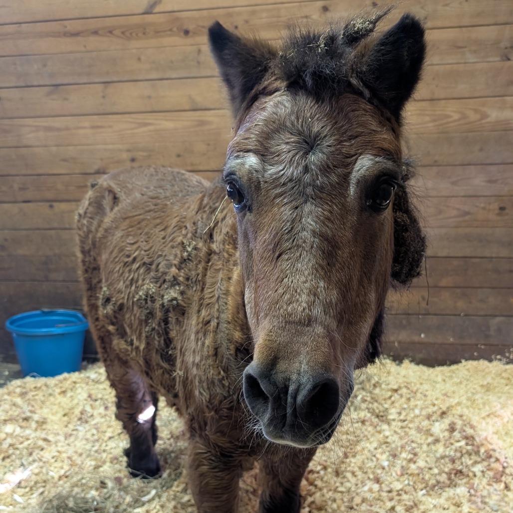 Enlarge Mystery, a Adoptable Quarterhorse in Birdsboro, PA image 3/4