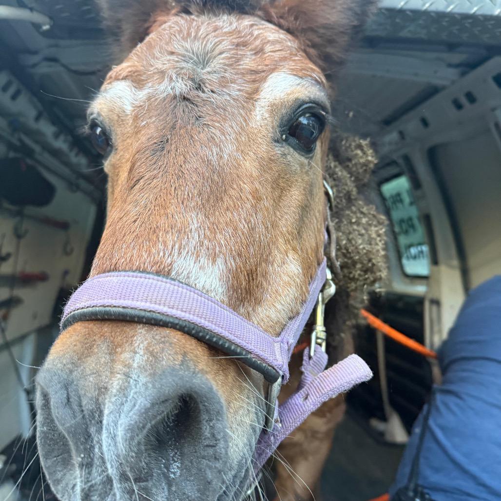 Enlarge Mystery, a Adoptable Quarterhorse in Birdsboro, PA image 4/4