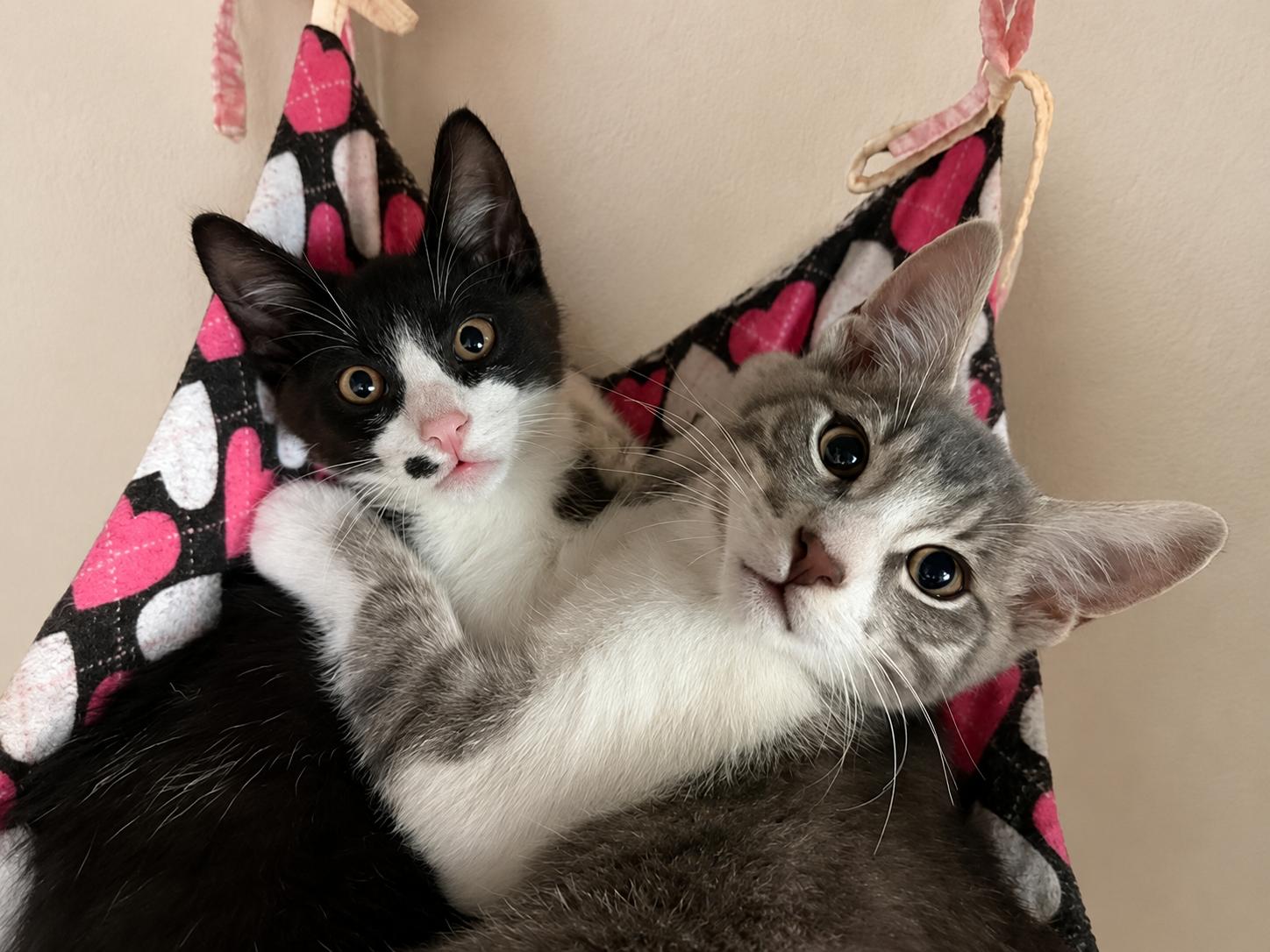CRANE & OSPREY (Oz) - Kitten Brothers, Adoptable, Kitten Male American Shorthair.