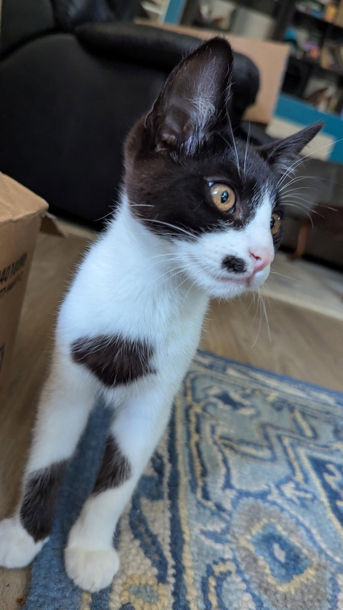 CRANE & OSPREY (Oz) - Kitten Brothers, a Adoptable American Shorthair in Hillsboro, OR image 2/3