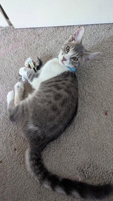 CRANE & OSPREY (Oz) - Kitten Brothers, a Adoptable American Shorthair in Hillsboro, OR image 3/3