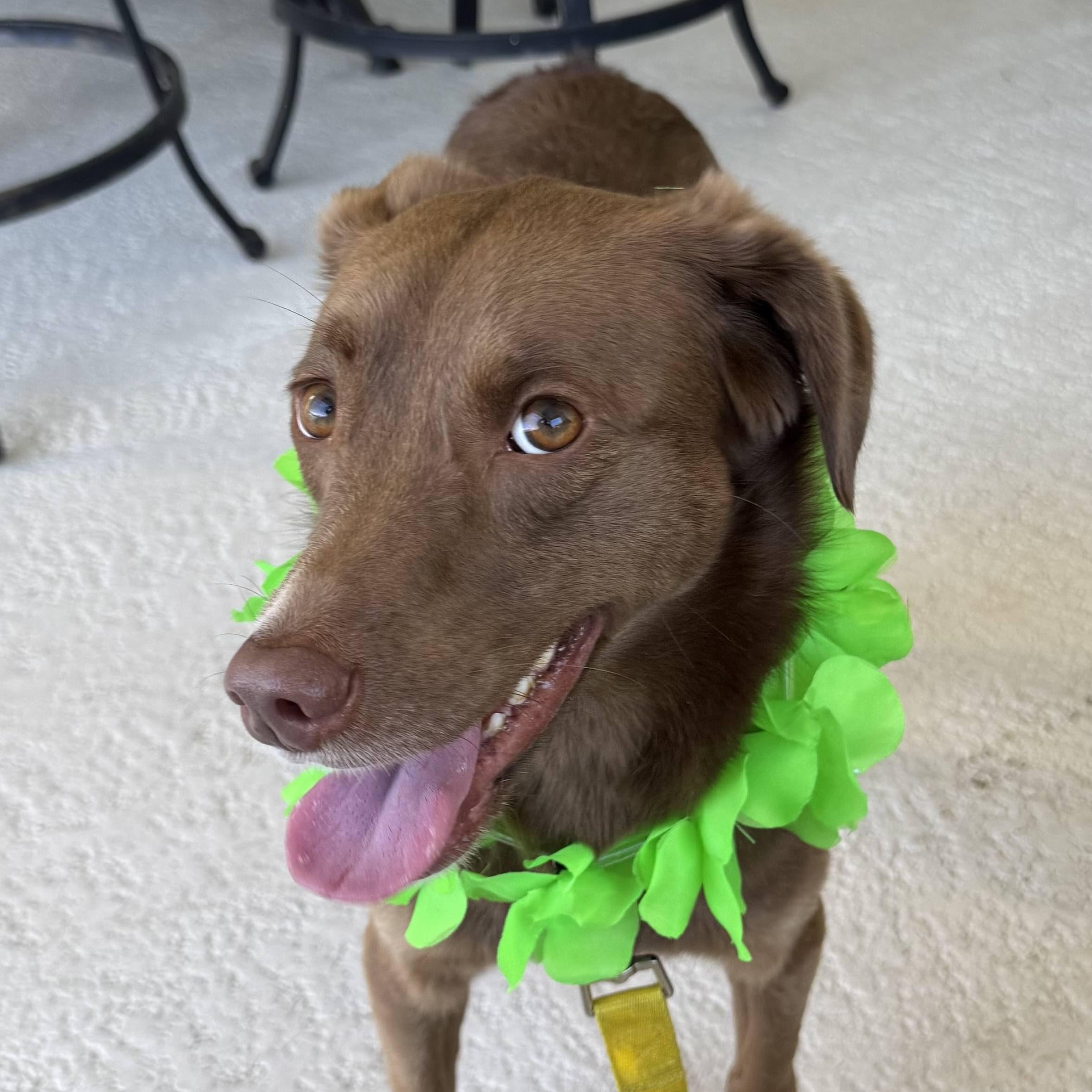 Enlarge Bogey, a Adopted mixed breed in New Port Richey, FL image 1/6