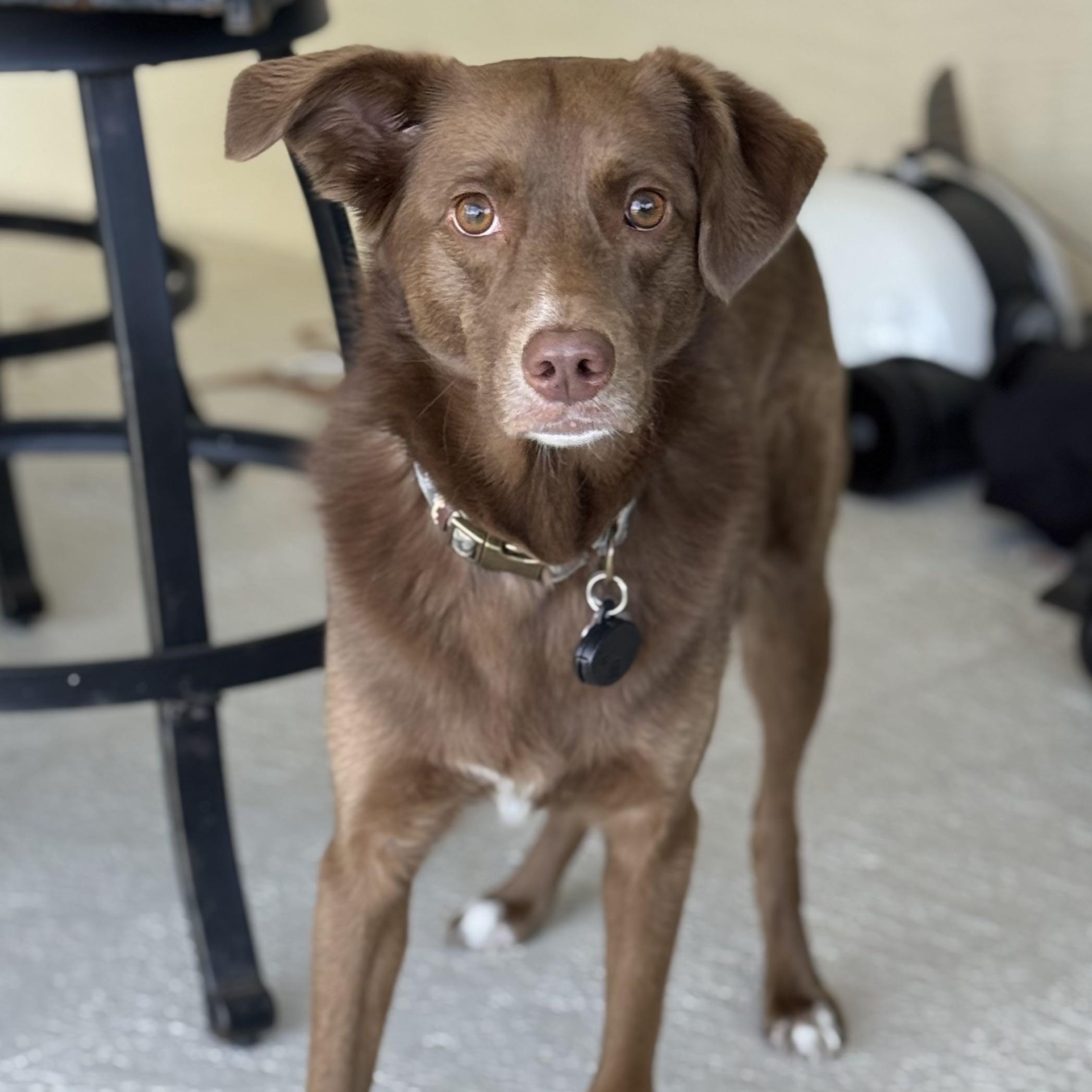 Enlarge Bogey, a Adopted mixed breed in New Port Richey, FL image 2/6